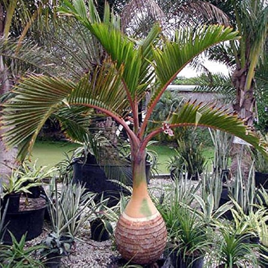 Amazon.co.jp: 【観葉植物／種子】Hyophorbe Lagenicaulis
